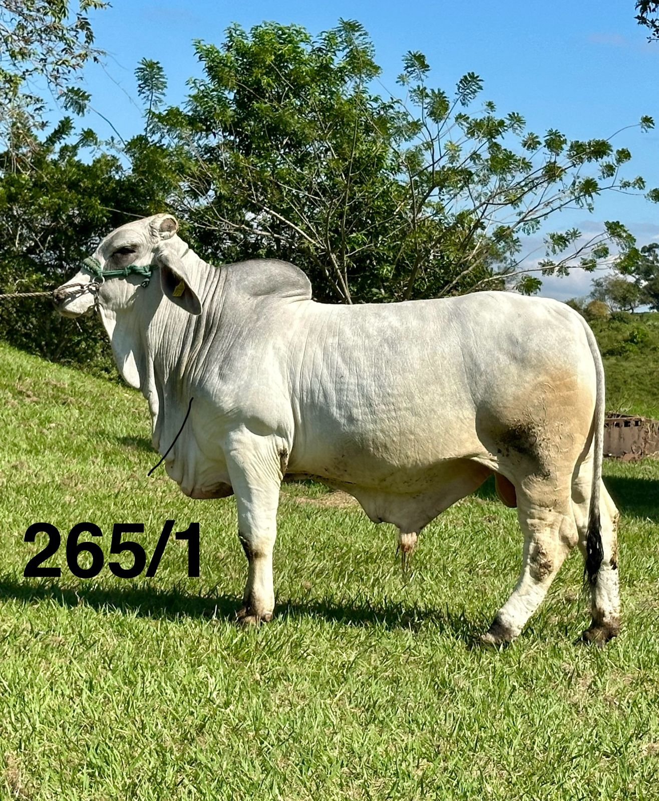 Rancho la Marina Brahman 265/1