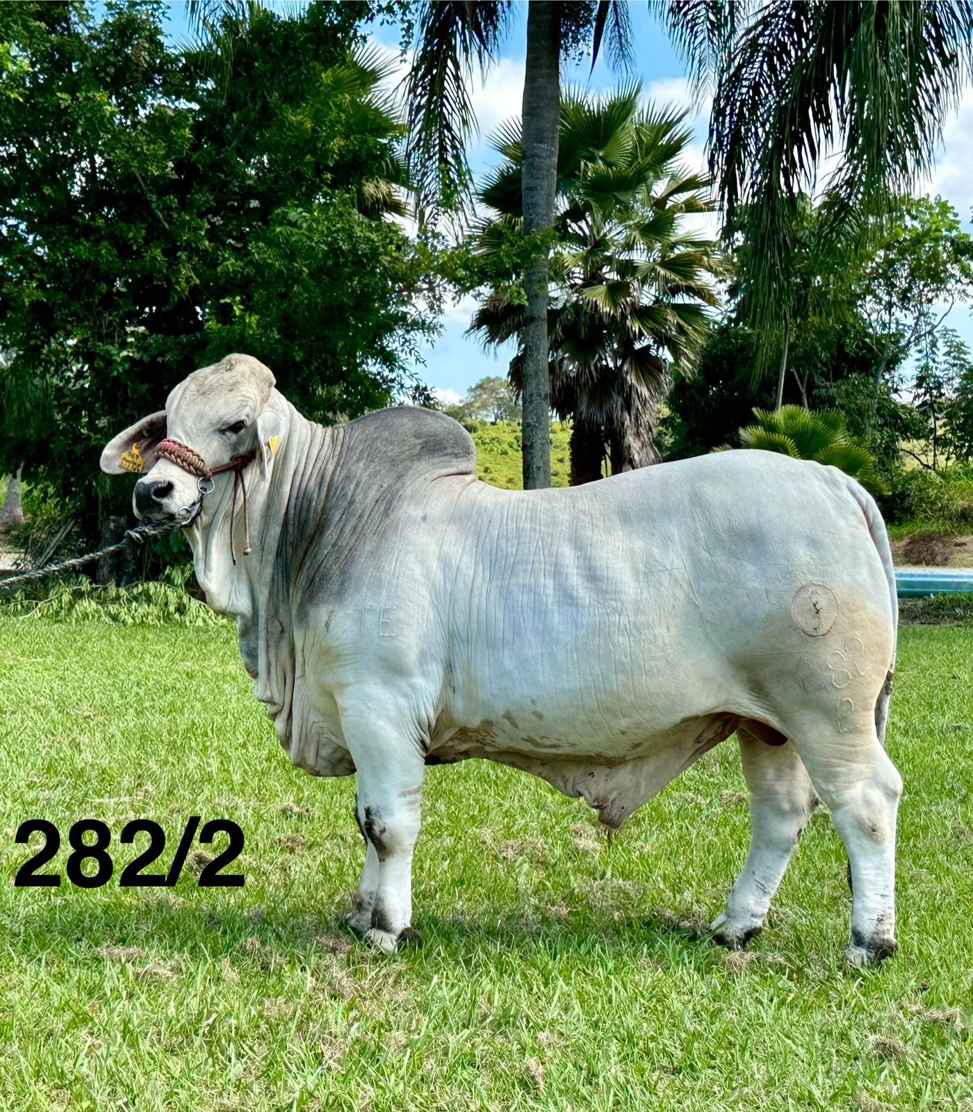 Rancho la Marina Brahman 282/2