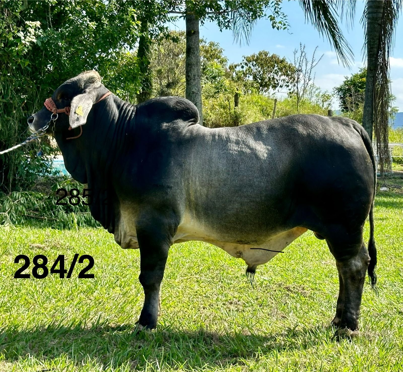 Rancho La Marina Brahman 284/2