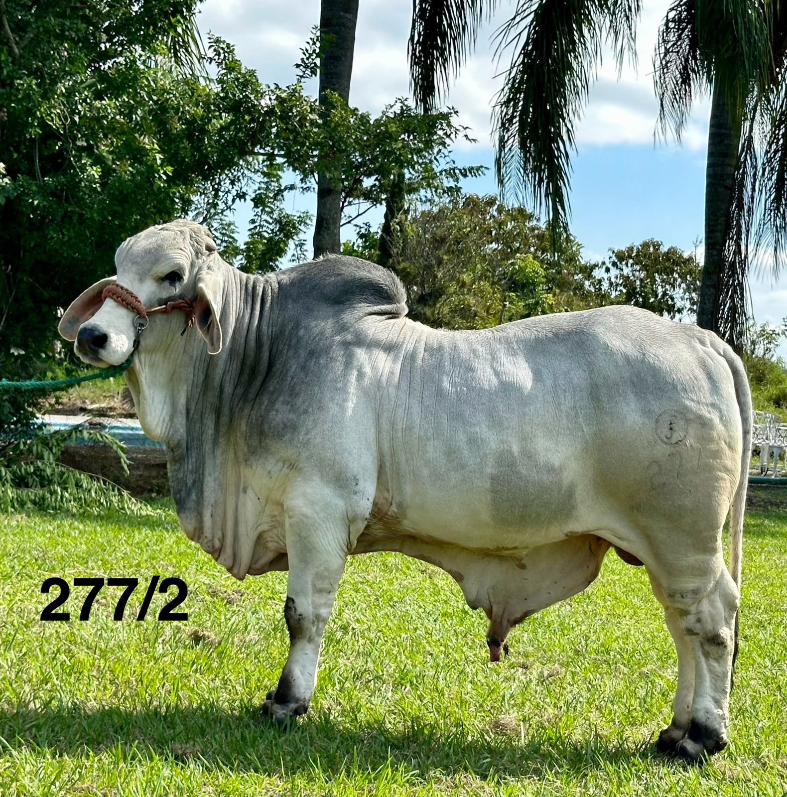 Rancho La Marina Brahman 277/2