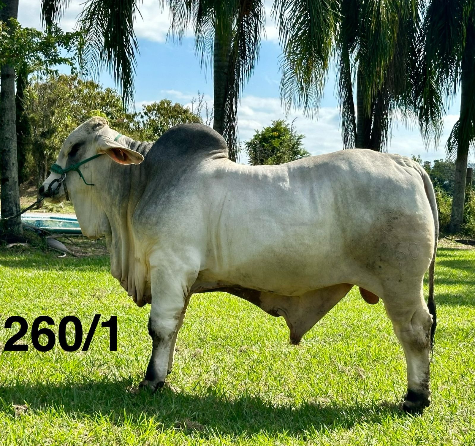 Rancho La Marina Brahman 260/1