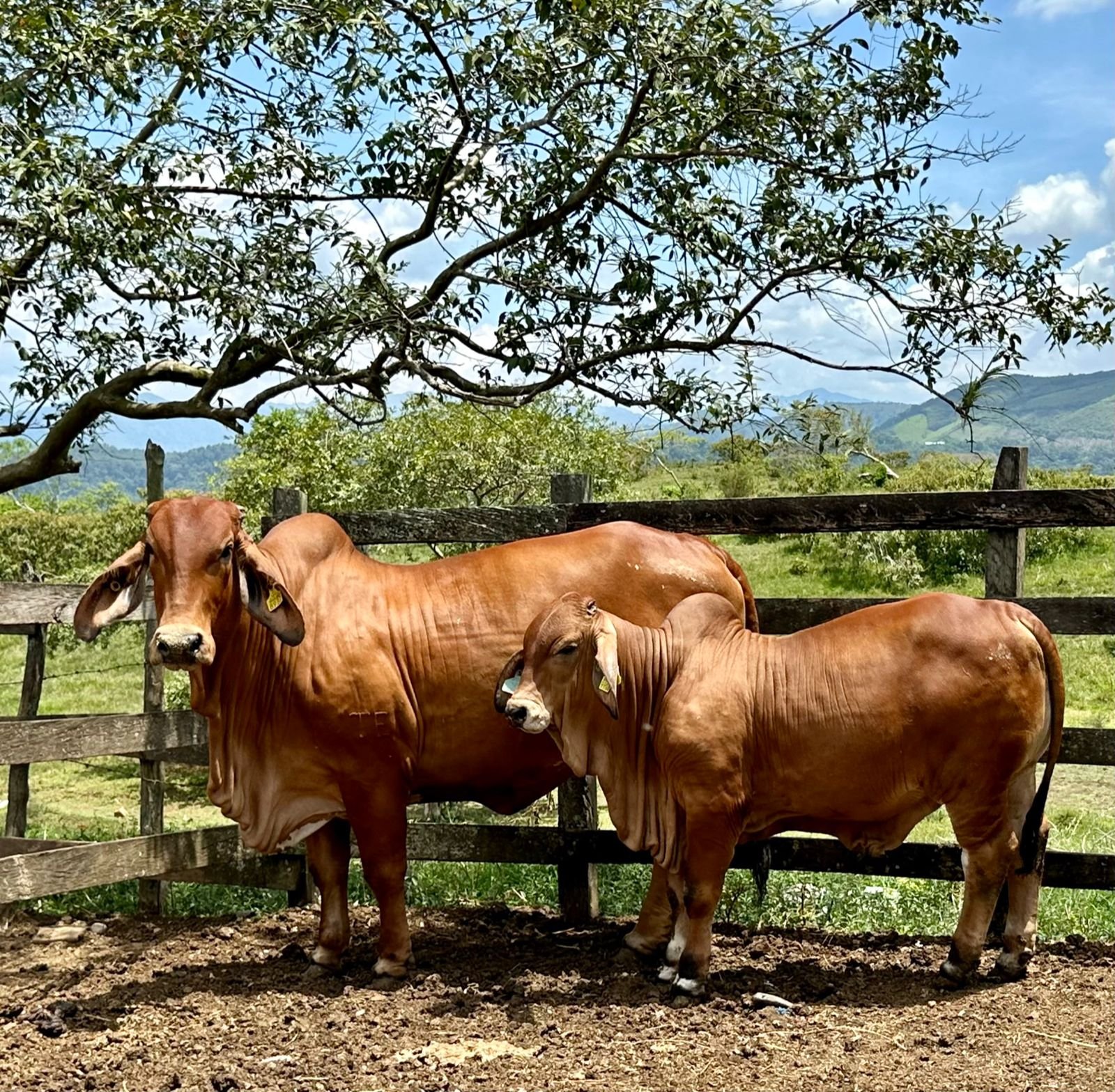 Catalogo Rancho La Marina 2024, selecciona lo mejor de nuestros toros, para su exhibición en Feria de Xicotepec