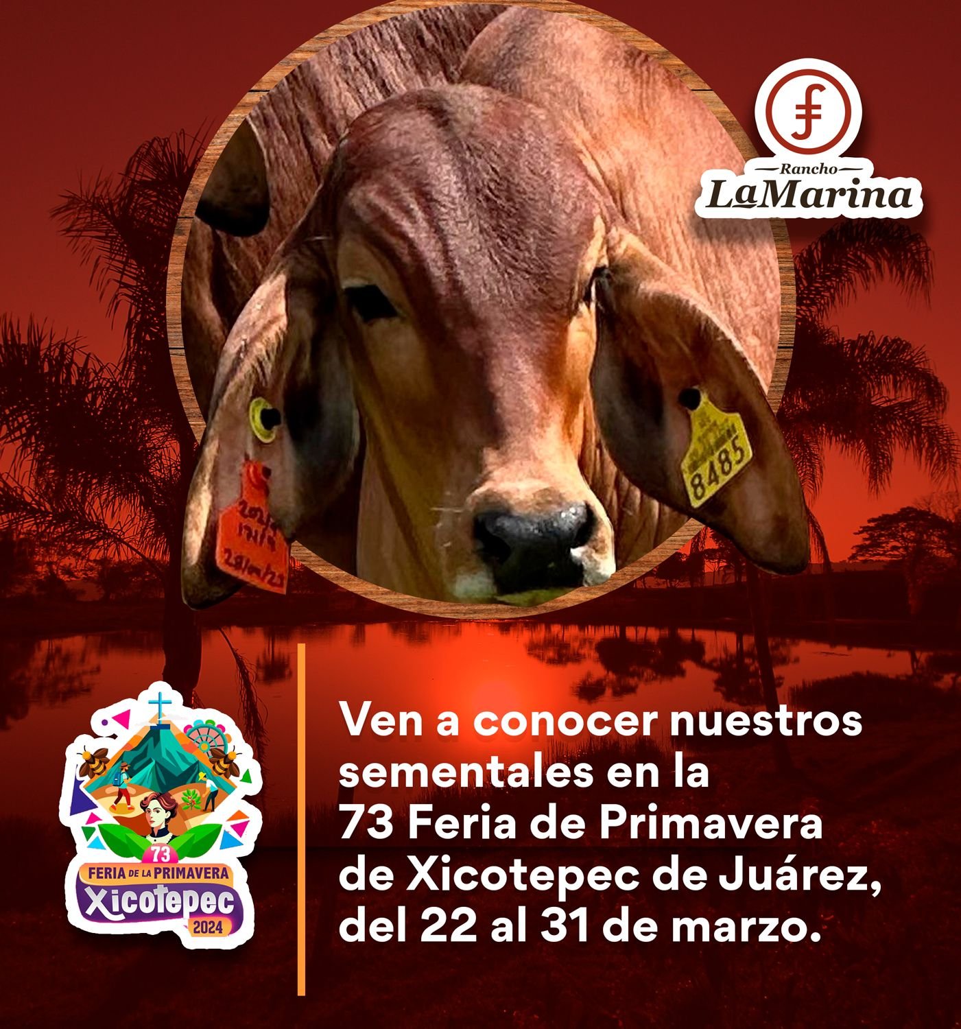 Exhibición de nuestros toros Angus y Brahman en la Feria de Xicotepec 2024: ¡Descubre la Belleza de la Ganadería!