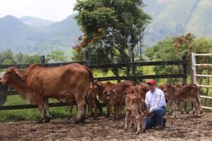 Rancho La Marina en busca de la mejora genética de las razas Brahman y Angus