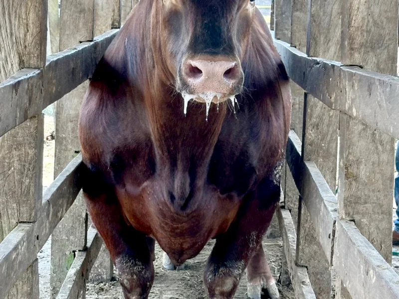 Raza Angus Rojo, crianza de sementales en el trópico para el trópico